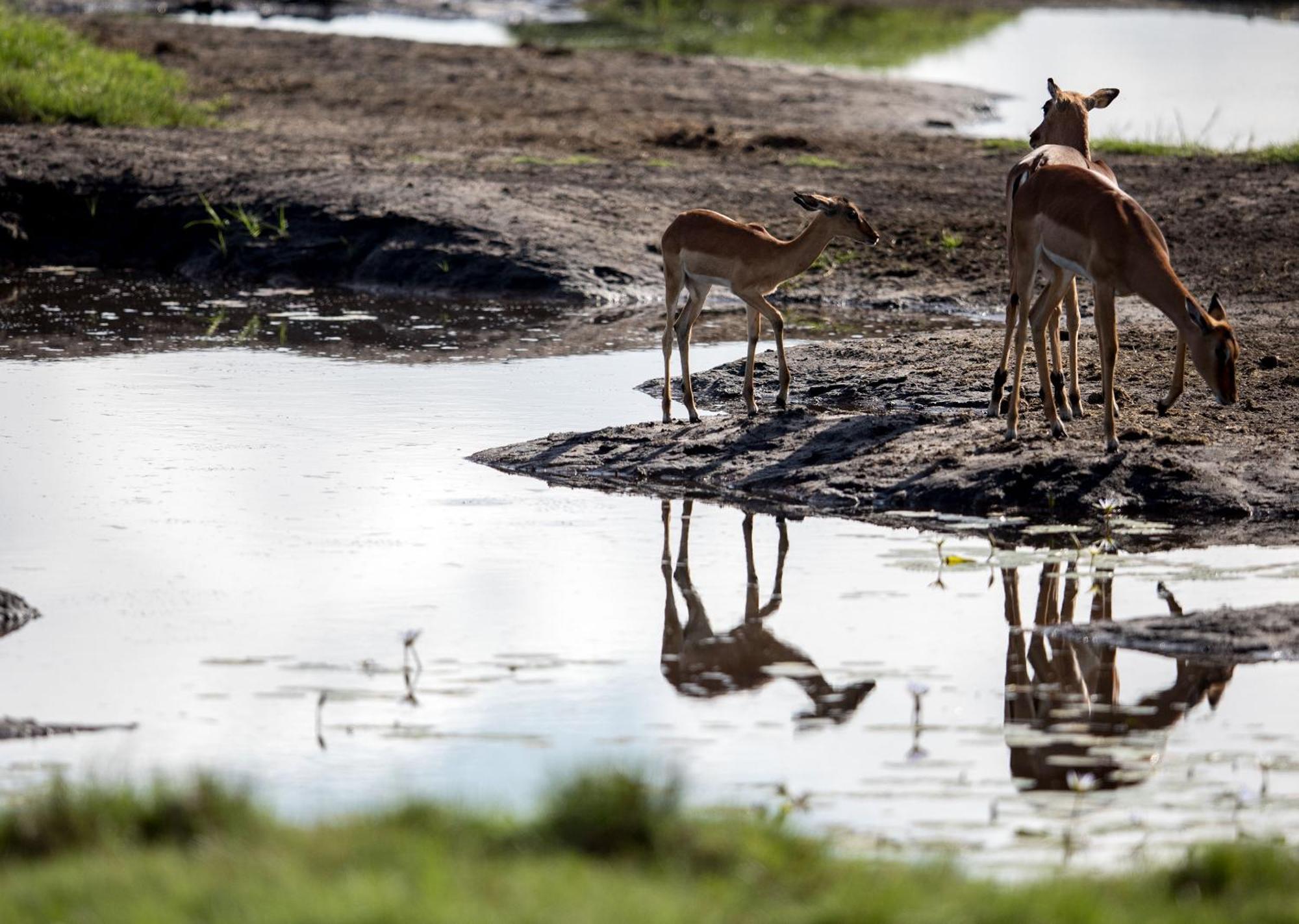 Royal Thonga Safari Lodge Sihangwane Kültér fotó