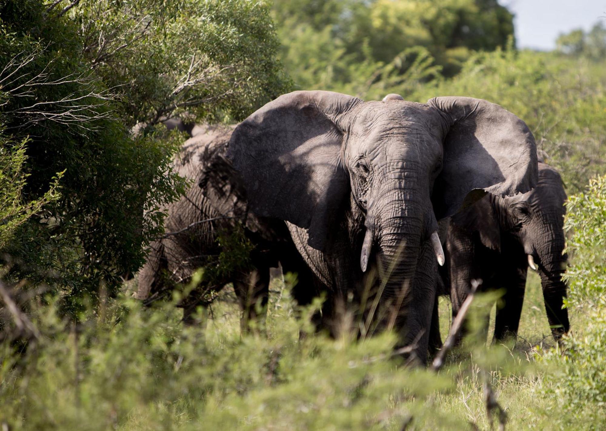 Royal Thonga Safari Lodge Sihangwane Kültér fotó