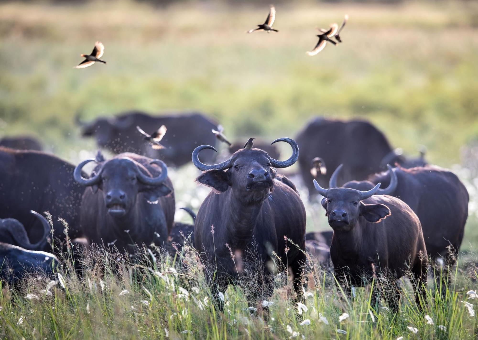 Royal Thonga Safari Lodge Sihangwane Kültér fotó
