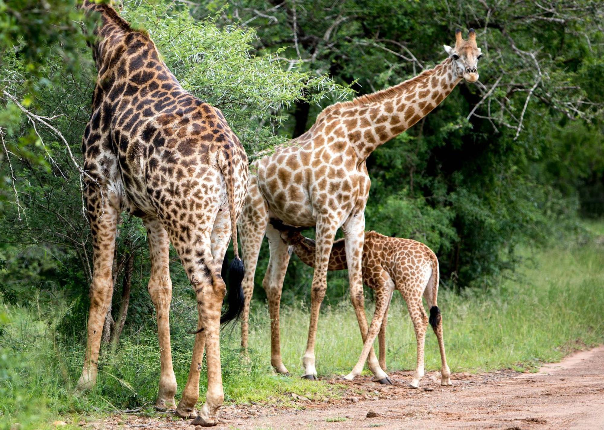 Royal Thonga Safari Lodge Sihangwane Kültér fotó