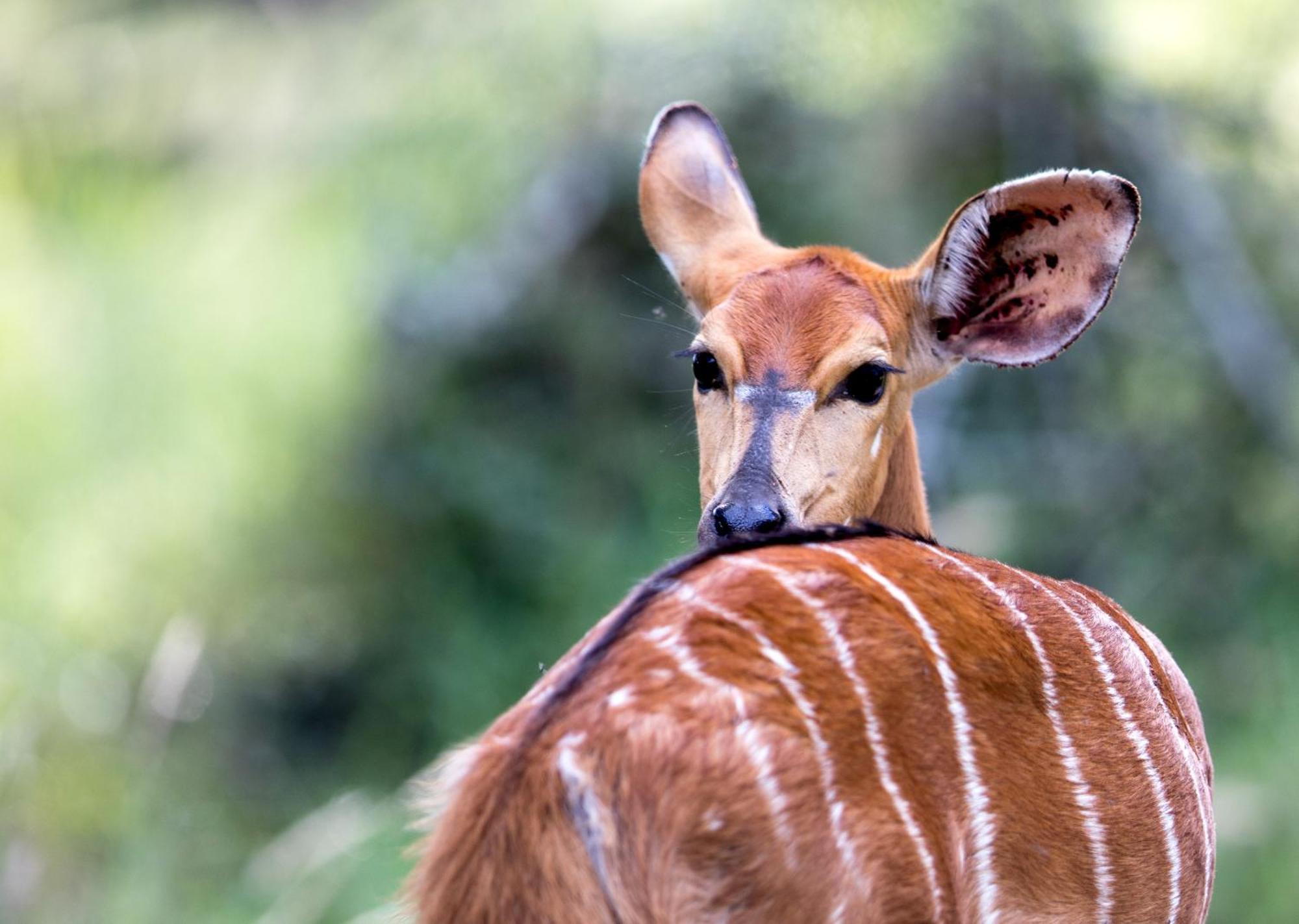 Royal Thonga Safari Lodge Sihangwane Kültér fotó
