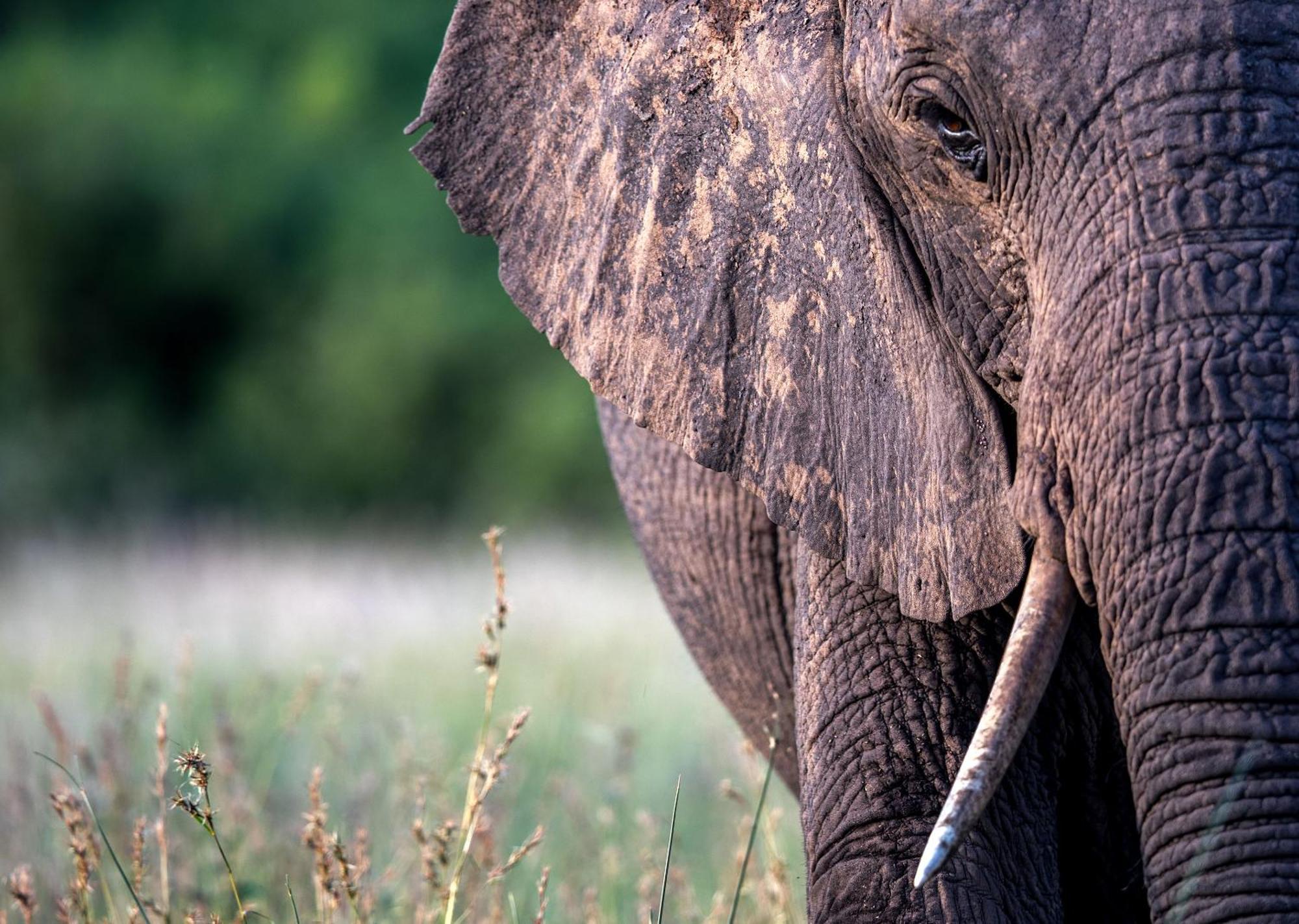 Royal Thonga Safari Lodge Sihangwane Kültér fotó