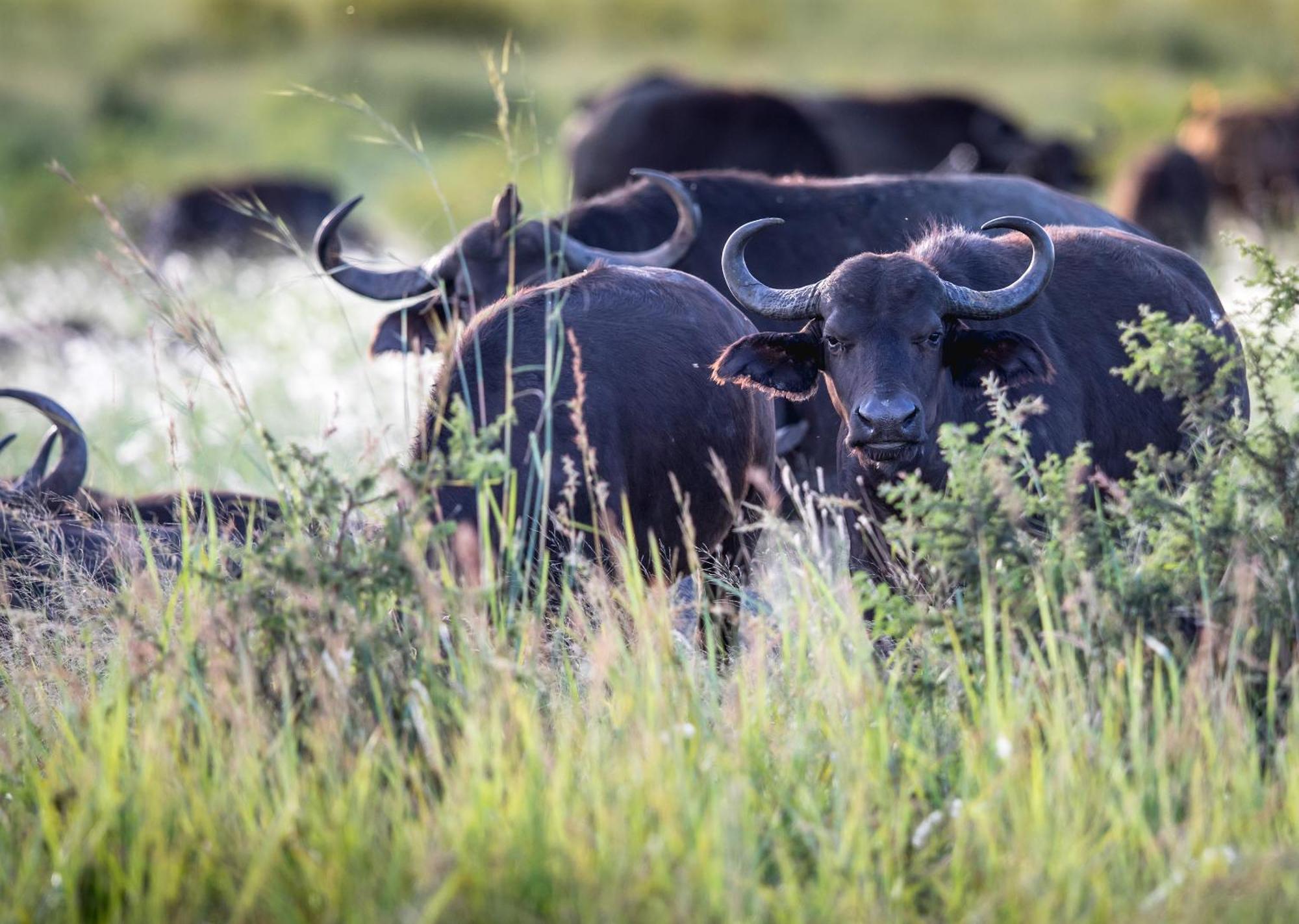 Royal Thonga Safari Lodge Sihangwane Kültér fotó