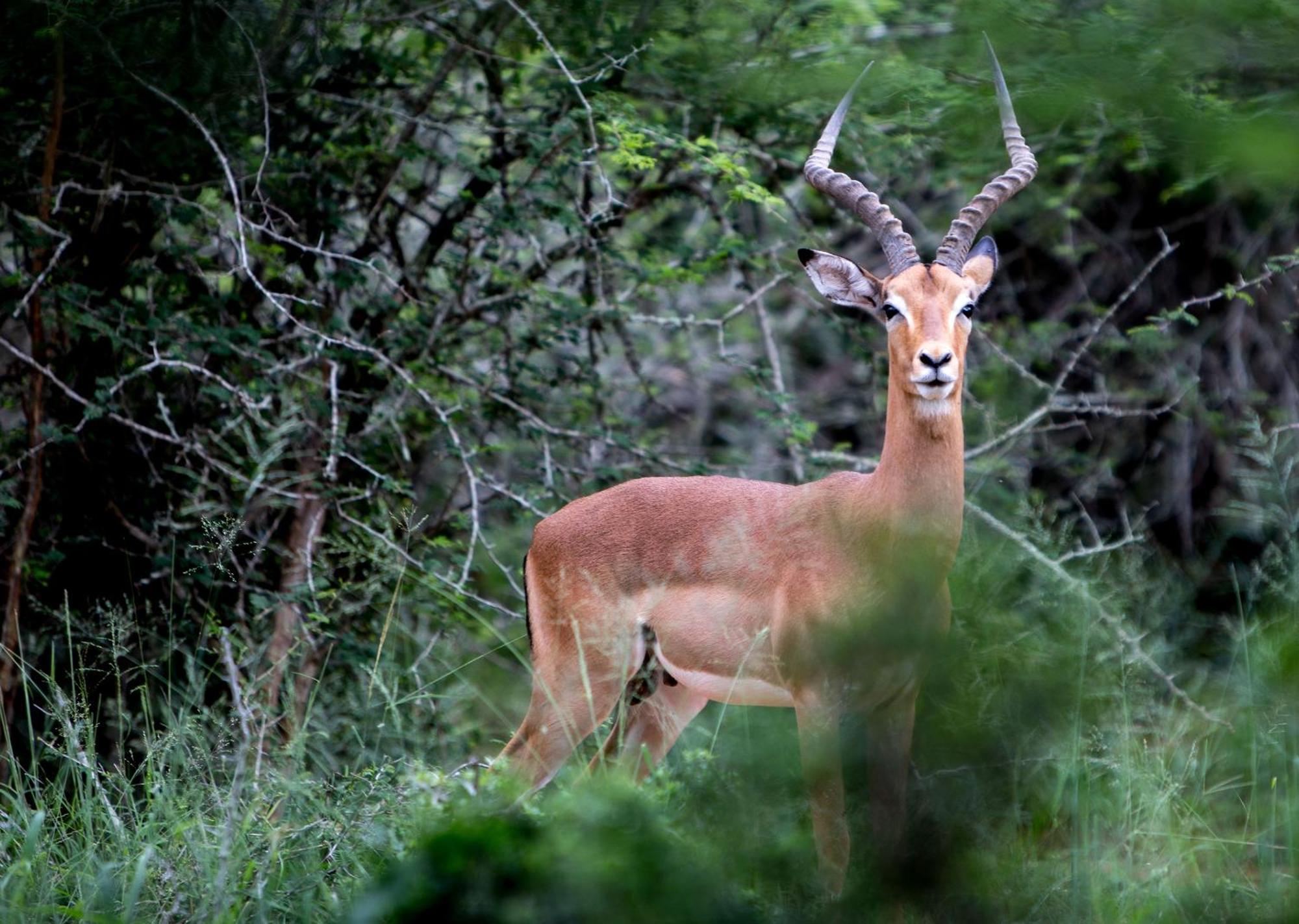 Royal Thonga Safari Lodge Sihangwane Kültér fotó