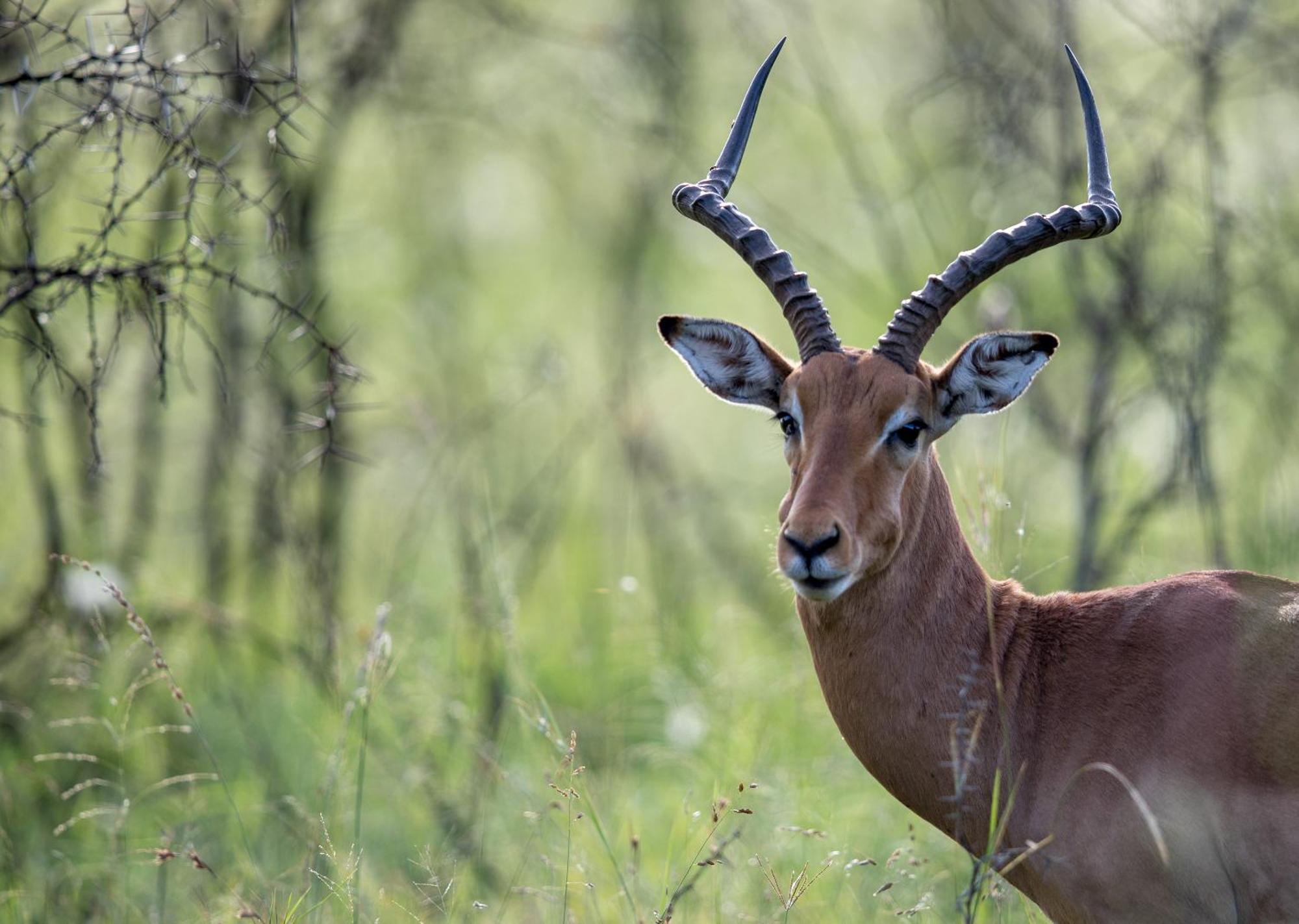 Royal Thonga Safari Lodge Sihangwane Kültér fotó