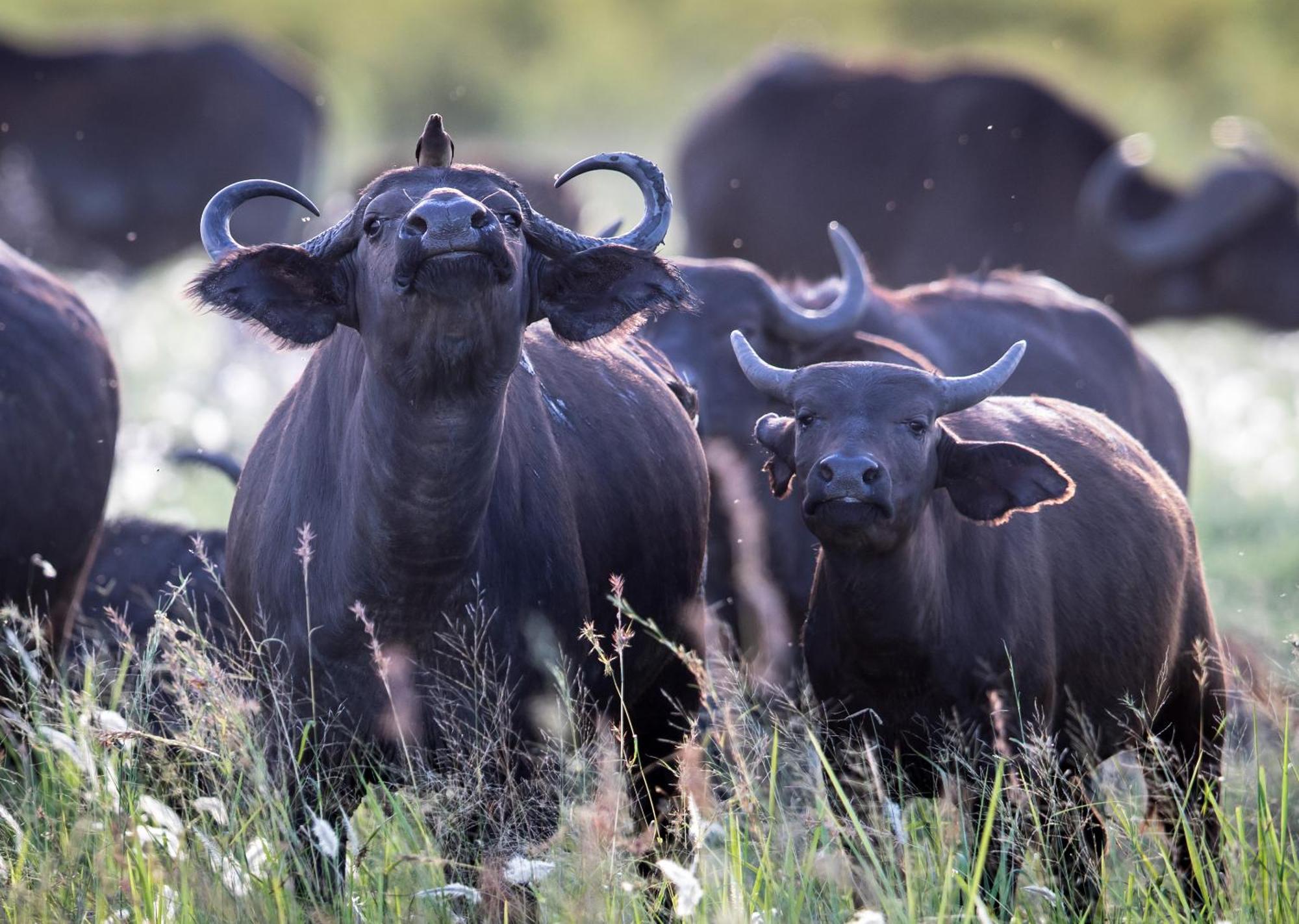 Royal Thonga Safari Lodge Sihangwane Kültér fotó