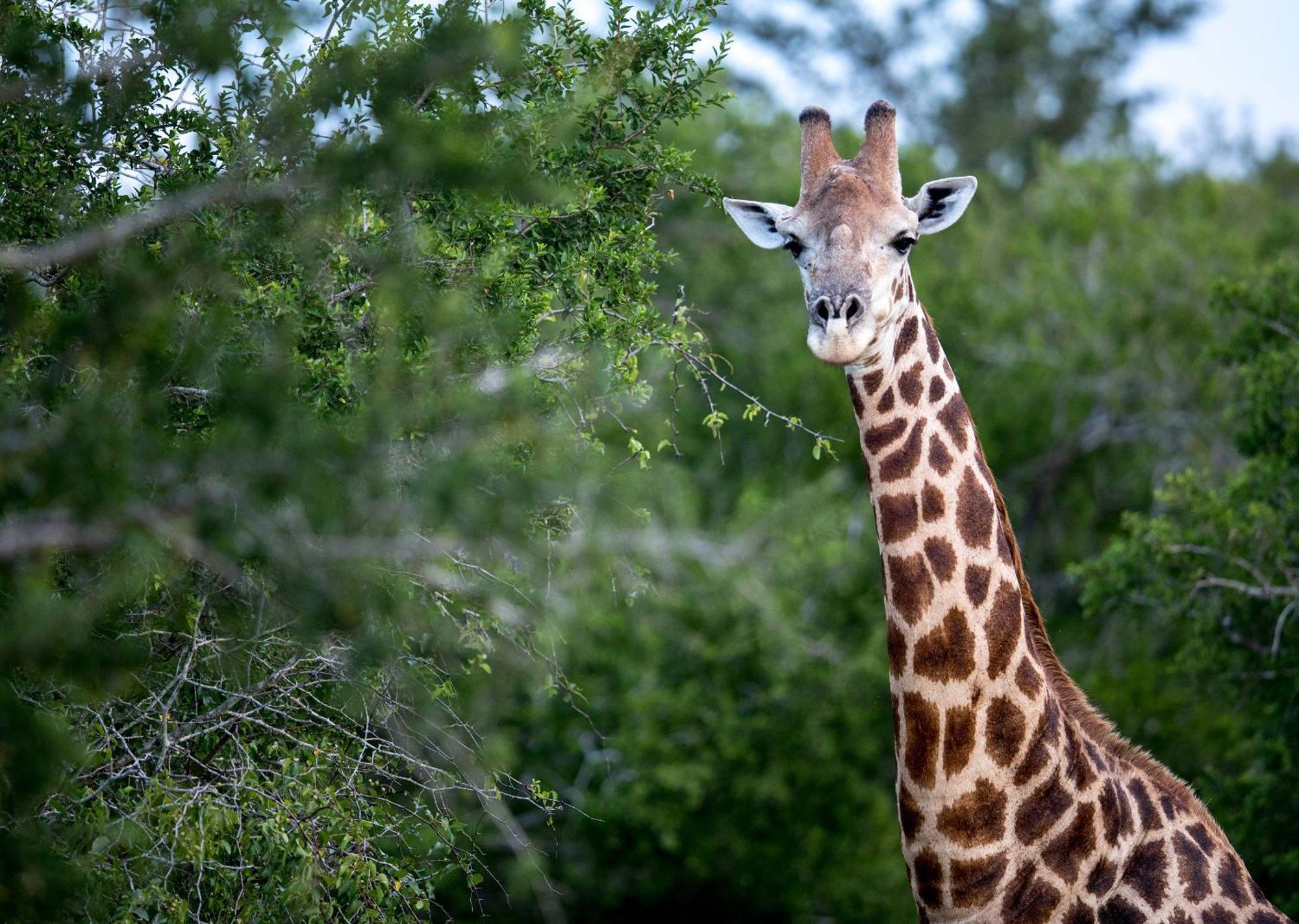 Royal Thonga Safari Lodge Sihangwane Kültér fotó