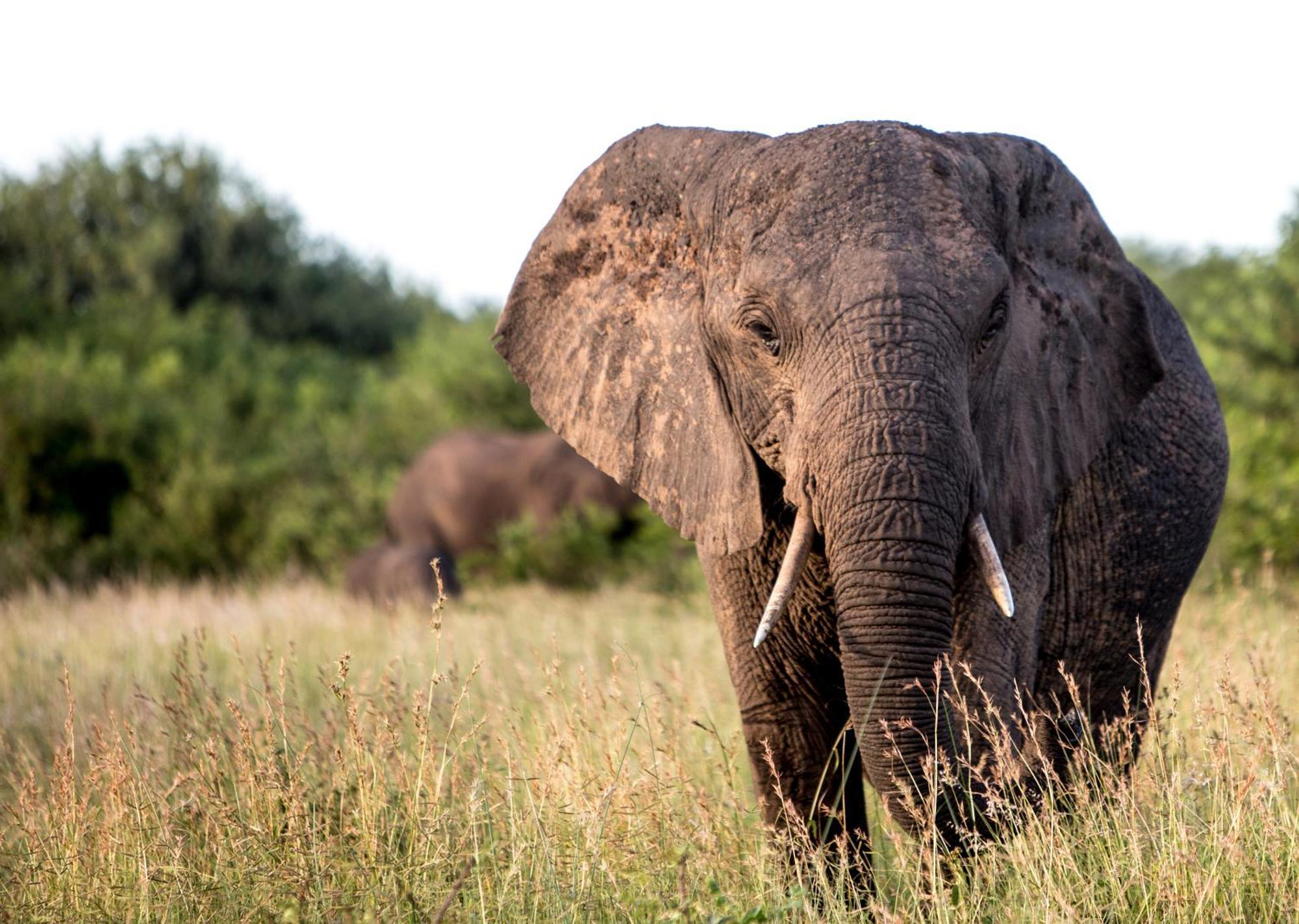 Royal Thonga Safari Lodge Sihangwane Kültér fotó