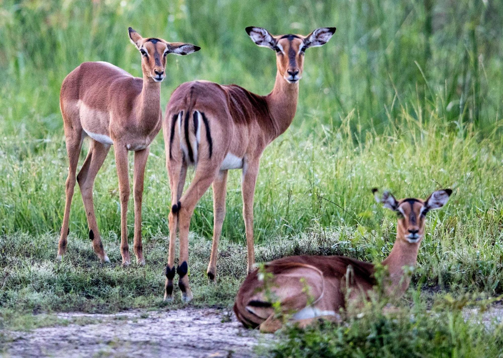 Royal Thonga Safari Lodge Sihangwane Kültér fotó