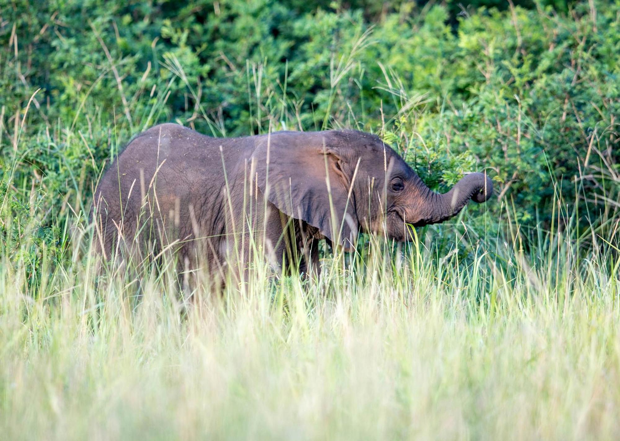 Royal Thonga Safari Lodge Sihangwane Kültér fotó